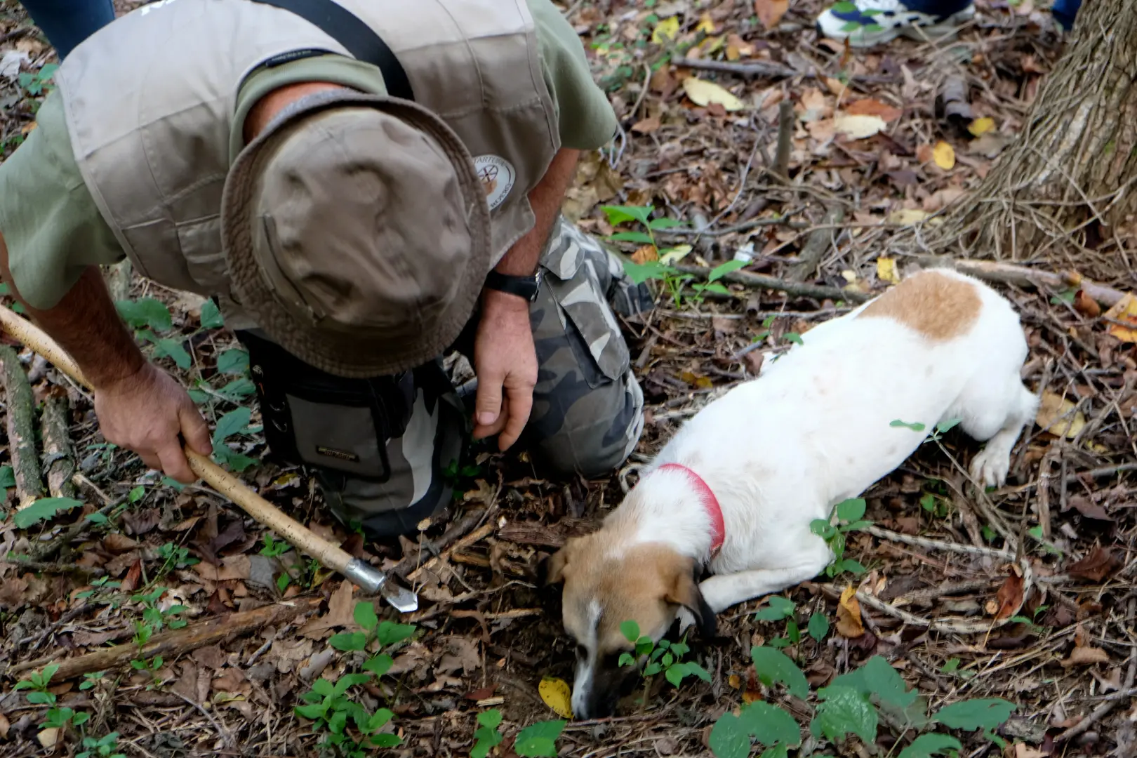 Tuscany: Truffle Hunting with Gourmet Truffle Lunch in a Winery of San Gimignano