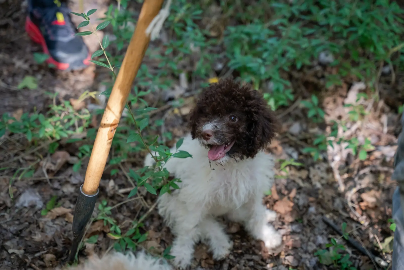 Tuscany: Truffle Hunting with Gourmet Truffle Lunch in a Winery of San Gimignano
