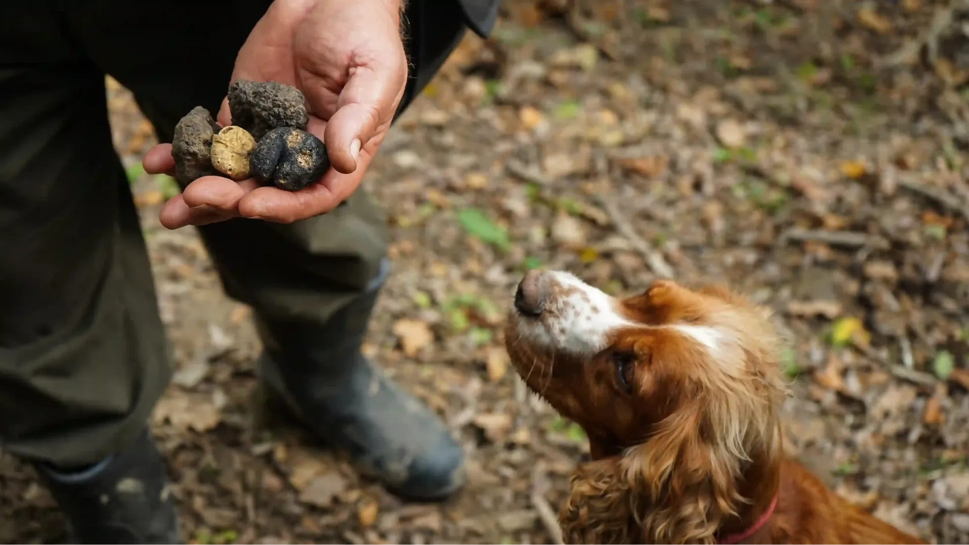 Tuscany: Truffle Hunting with Gourmet Truffle Lunch in a Winery of San Gimignano