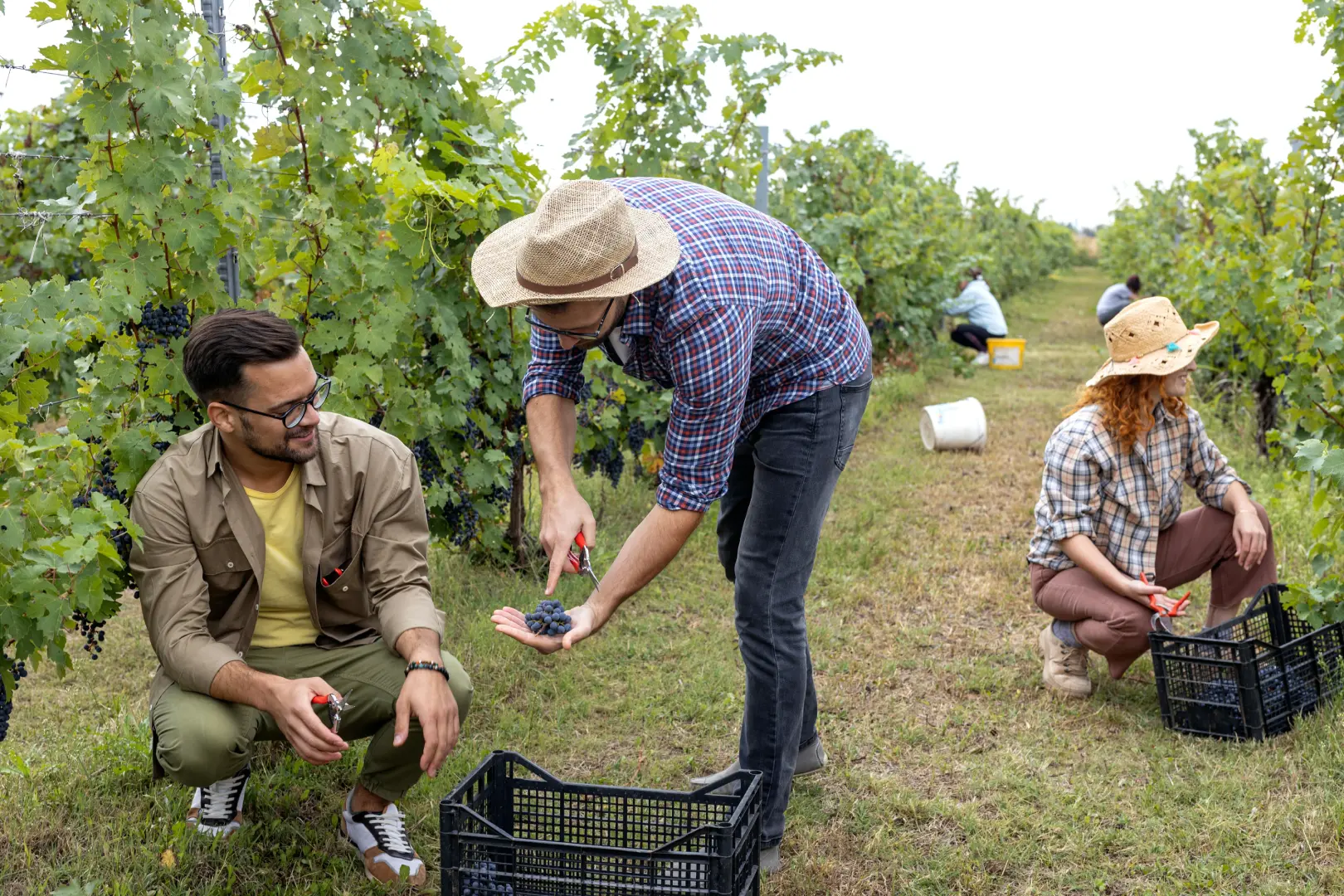 Grape Stomping with Lunch and Wine Tasting in the Vineyards