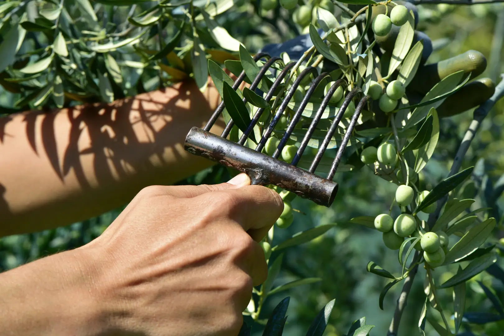 Olive Harvest Experience in Tuscany