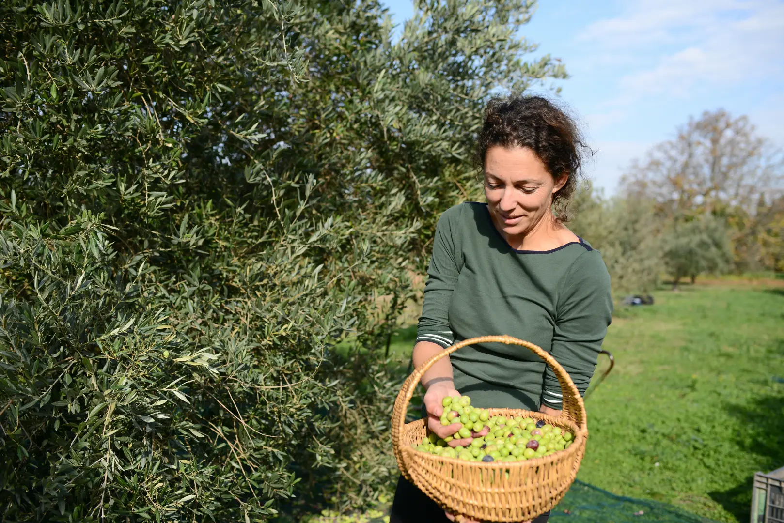 Olive Harvest Experience in Tuscany