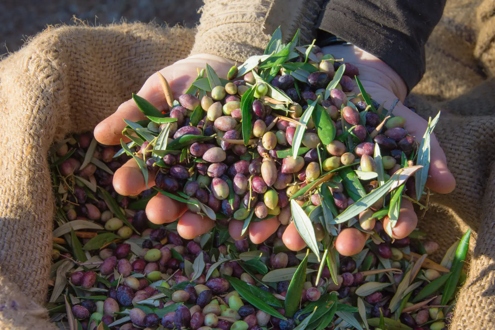 Olive Harvest Experience in Tuscany