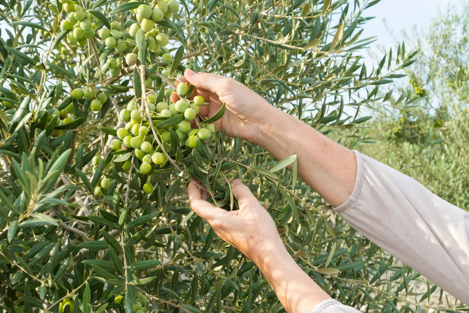 Olive Harvest Experience in Tuscany